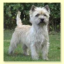 Cairn Terrier Blondi